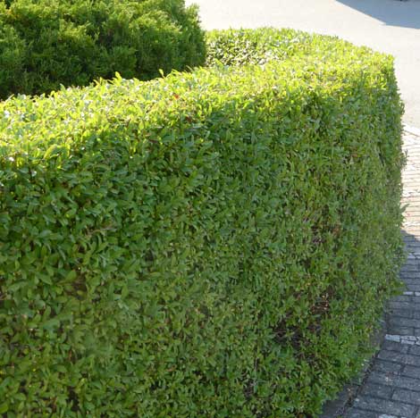 Service Beispiel Heckenschnitt